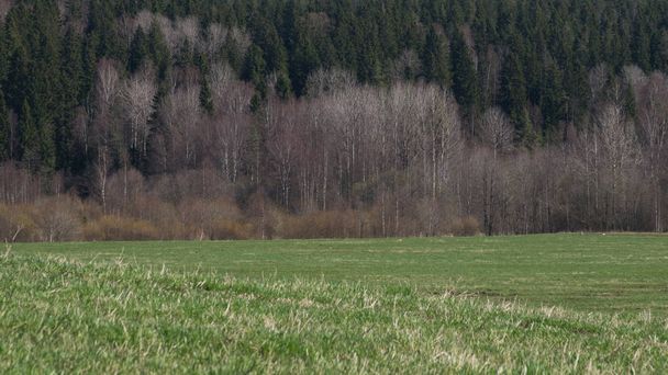 Green meadow and forest landscape. field background - Photo, image