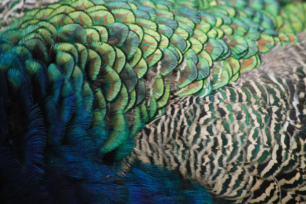 Feather texture - Foto, Imagen