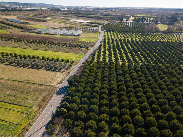 Aerial photo of an orange grove in spring - Photo, Image