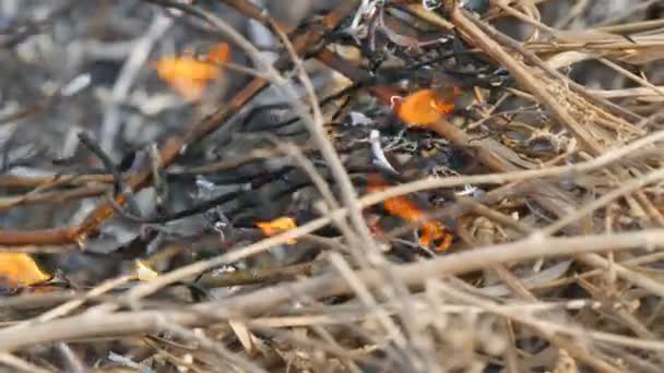 Brennendes Gras und Äste verengen die Sicht. Gefährlicher Waldbrand in der Natur - Filmmaterial, Video