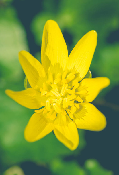 Keltainen kukkiva leinikki aurinkoisella kevätmetsäaukiolla - Valokuva, kuva