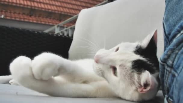 primer plano vista de adorable doméstico taquigrafía gato mintiendo y jugando en sofá
   - Metraje, vídeo