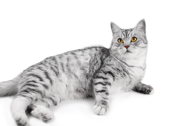 красивый серый шотландский кот изолирован на белом фоне. горизонтальное фото
. - Фото, изображение