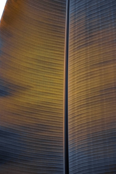 Китайський банан лист крупним планом, після коректування ефекти, текстура вени, сірий і помаранчевий, модифікується матеріал - Фото, зображення