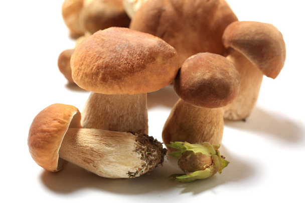 Boletus mushrooms and nut on a white background close-up - Фото, зображення