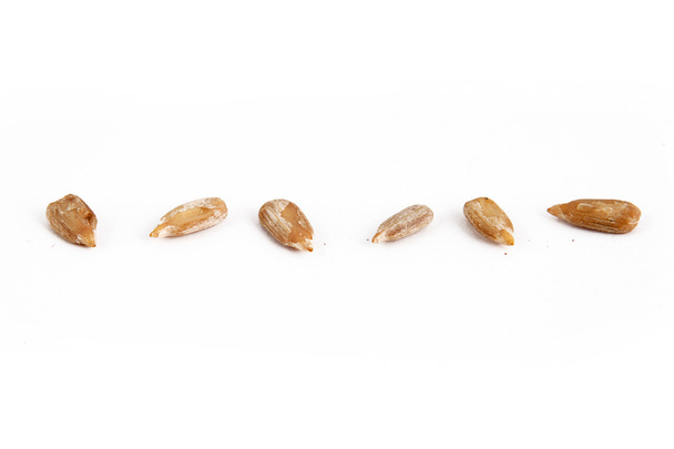 sunflower seeds - Фото, изображение
