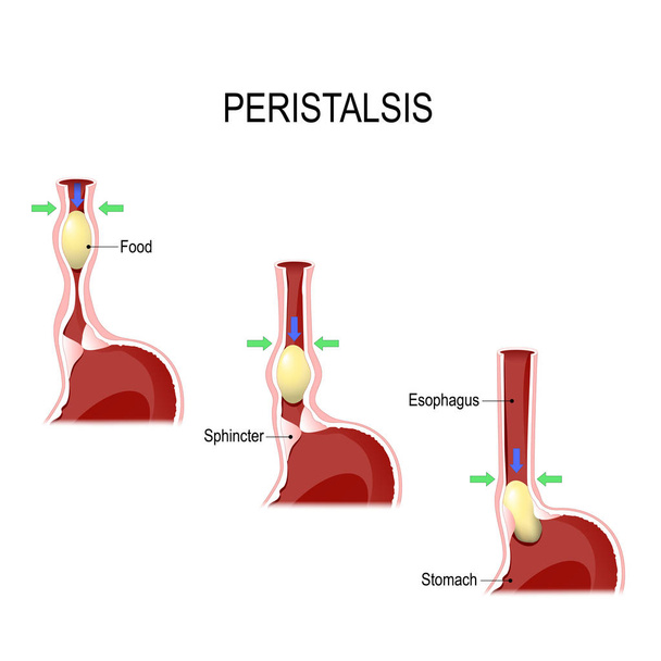Peristalsis. motilidad esofágica
 - Vector, imagen