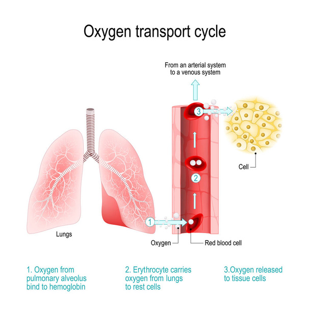 Sauerstofftransportzyklus. Gasaustausch in der Lunge - Vektor, Bild