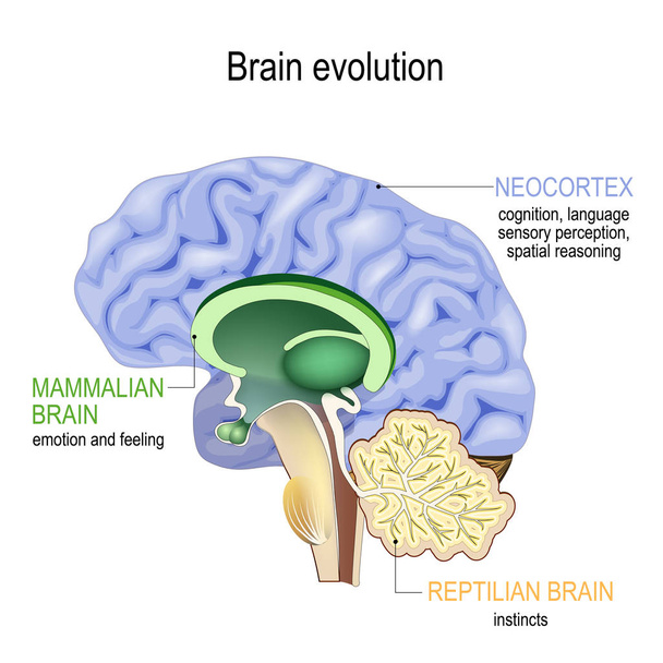 Ewolucja mózgu. Triune mózgu: Reptilian kompleks, Brai ssaków - Wektor, obraz