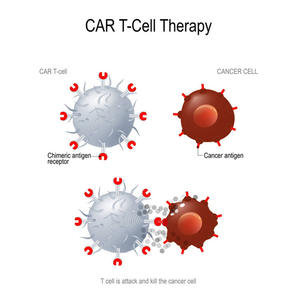 CARs per la terapia del cancro
 - Vettoriali, immagini