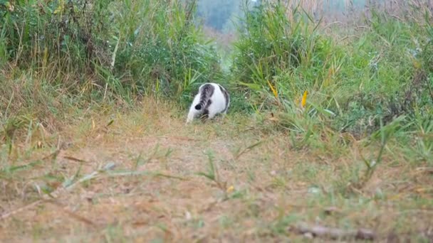 Fiatal, fehér-szürke cirby macska sétál a zöld fű. Hazai macska vadászat a laza. Macska ül a magas fűben. A macska settenkedik fel ragadozó a fűben. A macska szívesen a vadászat kívül. - Felvétel, videó