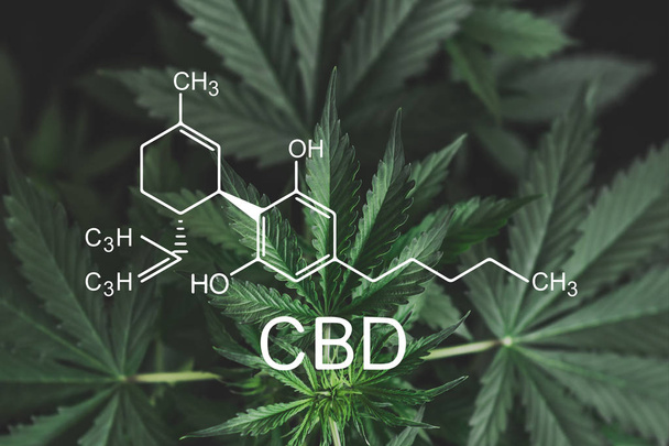 CBD formule Cannabidiol. cannabinoïden en gezondheid, medische marihuana, CBD en THC elementen in cannabis, hennep industrie, groeiende marihuana, despancery Business. - Foto, afbeelding
