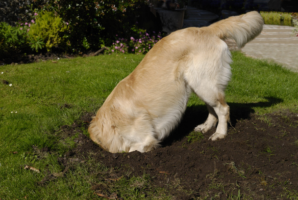 Golden Retriever dog digging hole - Photo, Image