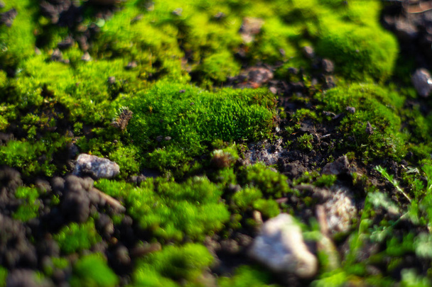 Musgo de color verde en suelo negro. Suelo húmedo y musgo suave. - Foto, imagen
