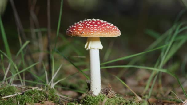 SLOW MIIION CLOSE UP: Красный гриб аманита мускария, растущий глубоко в осенних веснах. Ядовитый гриб летит аманитой на мшистой лесной земле поздней осенью. Большой красный гриб в солнечный осенний день
. - Кадры, видео