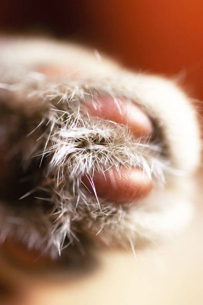Clean cat paw closeup view. Relaxing cat photo with blurred background. - Photo, Image