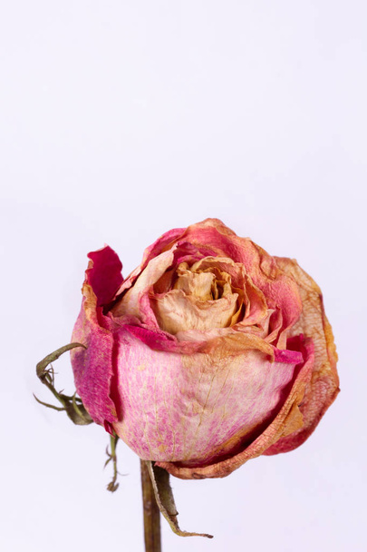 Сушеная маленькая розовая роза изолирована на белом фоне. Вид крупным планом. Мбаппе.  - Фото, изображение