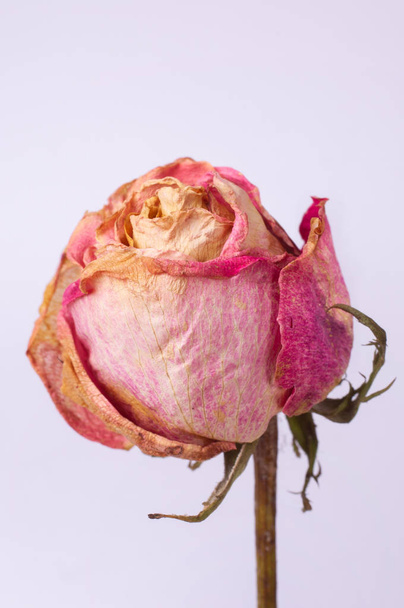 Dried small pink rose isolated on white background. Closeup view. Natur morte.  - Photo, Image