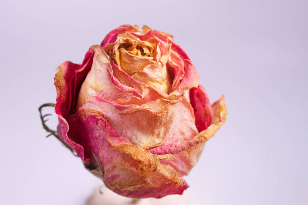 Dried small pink rose isolated on white background. Closeup view. Natur morte.  - Photo, Image