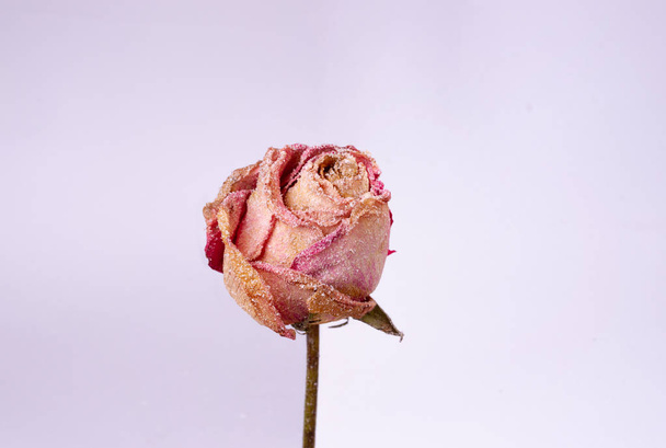 Petite rose séchée avec neige artificielle sur fond blanc-gris. Vue rapprochée. Natur morte.  - Photo, image