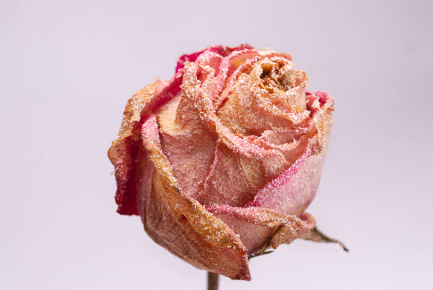 Szárított kis rózsaszín rózsa mesterséges hó fehér-szürke háttér. Közelről látni. Természetes morta.  - Fotó, kép