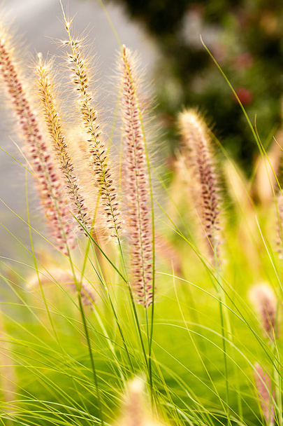 herbe de penniselum en rouge ou violet, herbe ornementale
 - Photo, image