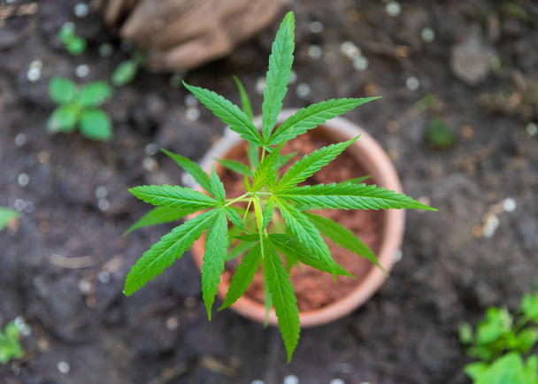 Marijuana plant in pot top view cannabis drug herbal. - Photo, Image
