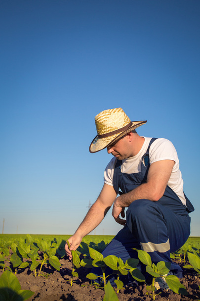 Farmer in field - Фото, изображение