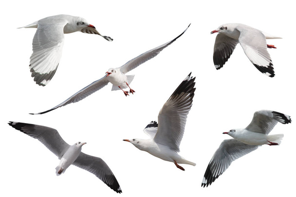 Set di gabbiani che volano isolati su sfondo bianco
 - Foto, immagini