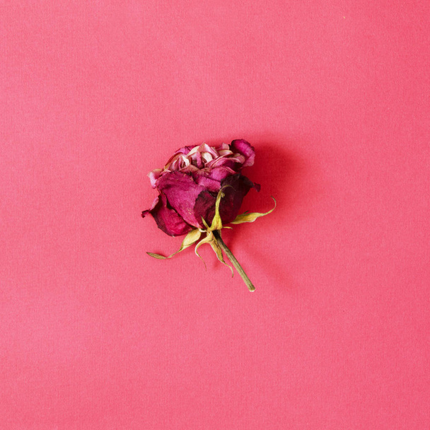 One Dried rose flower on pink background. - Image - Фото, зображення