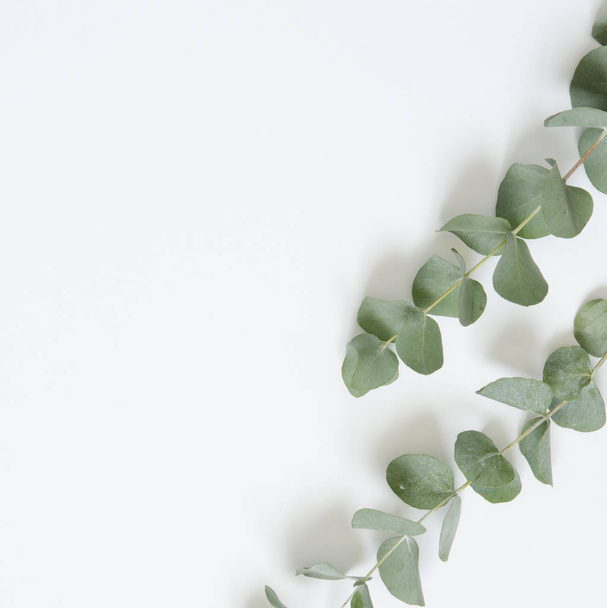 Eucalyptus leaves on white background. Flat lay, top view, copy space - Foto, Bild