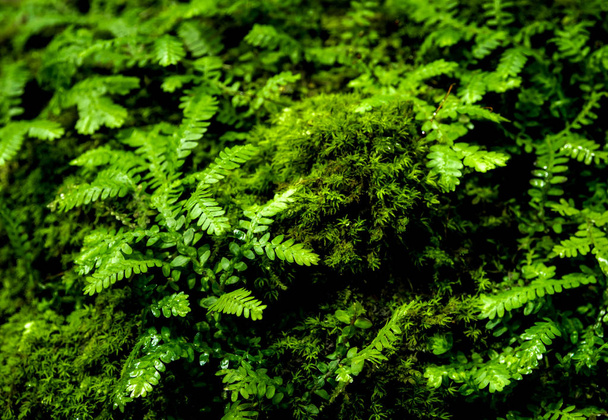 Freshness small fern leaves with moss and algae in the tropical  - Фото, изображение