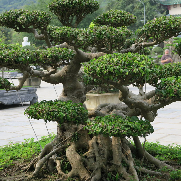 belas árvores bonsai, figuras artísticas no "Linh Ung Pagoda" na "Península Son Tra" em "Da Nang", vietnam central em março 2019
 - Foto, Imagem