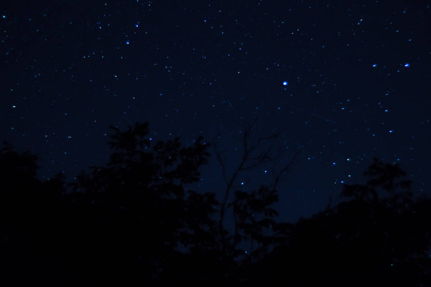 長時間露光夜写真。前景に木のある星がたくさんあります。街から遠く. - 写真・画像