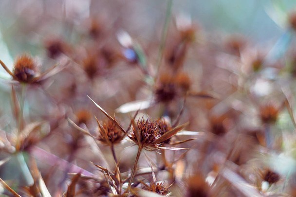 Dry blossoms of a blue-head in the field. The intense orange color of the inflorescence indicates the maturity of the seeds. Close-up view. - Photo, Image