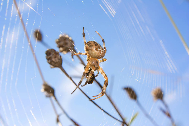 A spider web in nature background. spider caught a fly. spider web with spider and its prey - Photo, Image