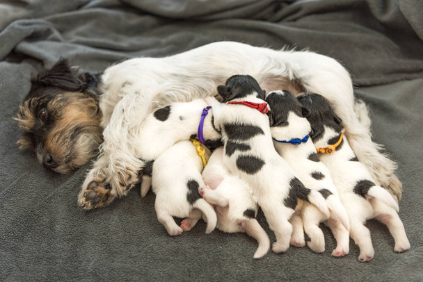 ジャック・ラッセル・テリアの子犬たちは生後8日。雌犬授乳彼女の pu - 写真・画像