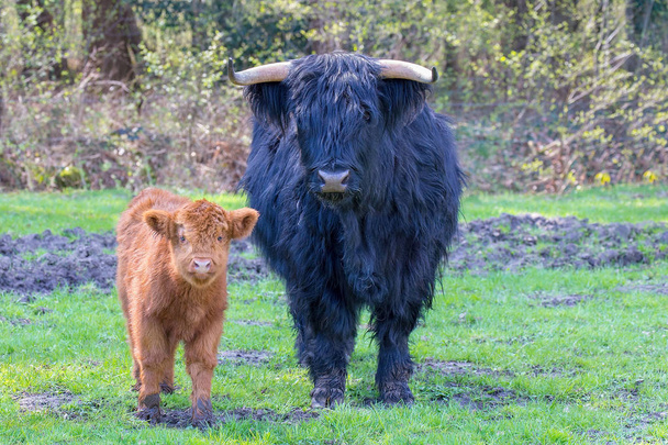 Mucca e vitello scozzesi iglanders in piedi insieme
 - Foto, immagini
