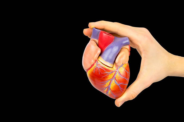 Dedos sosteniendo modelo corazón humano sobre fondo negro
  - Foto, Imagen