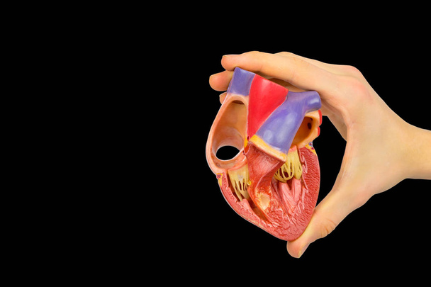 Mão segurando modelo aberto coração humano no fundo preto
  - Foto, Imagem
