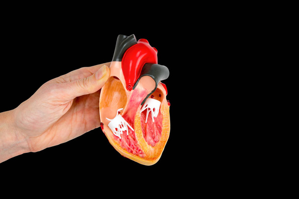 Рука показує модель відкритого людського серця на чорному тлі
 - Фото, зображення