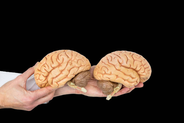 Les mains tiennent le modèle de cerveau humain sur fond noir
 - Photo, image