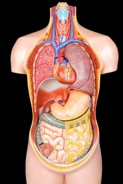 Modelo de corpo humano com órgãos sobre fundo preto
 - Foto, Imagem