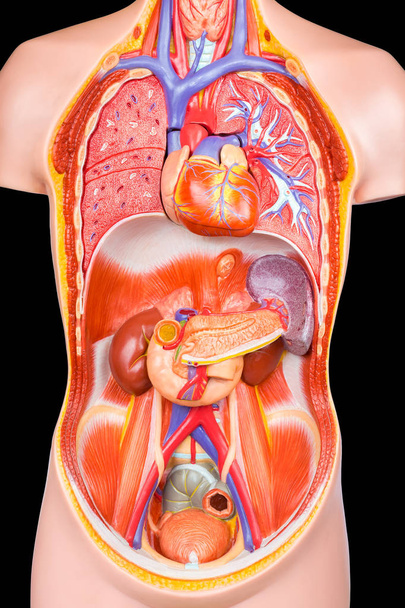 Menselijk torso model met inwendige organen op zwarte achtergrond - Foto, afbeelding