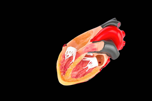 Відкрита модель людського серця на чорному тлі
 - Фото, зображення