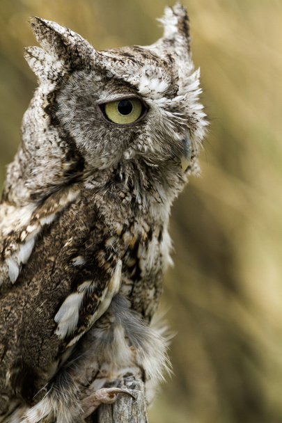 zachodniej screech owl - Zdjęcie, obraz