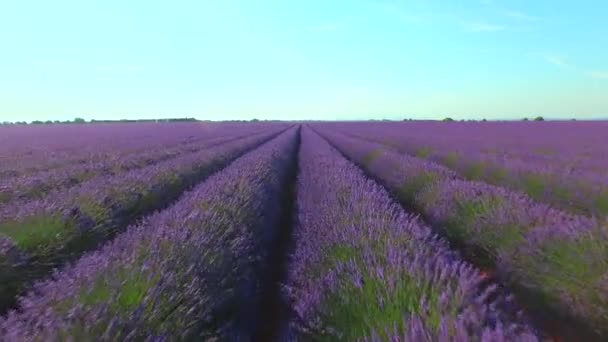 Εναέρια close up: πετούν πάνω από αμέτρητες σειρές της όμορφης λεβάντας καλλιέργεια σε χαλίκι στην Προβηγκία κατά τη διάρκεια μιας θερμής θερινής ημέρας. Ατέλειωτα χωράφια της Λαβαντούλα στη γαλλική ύπαιθρο. Αγροτική Γαλλία την ημέρα της ηλιοφώης. - Πλάνα, βίντεο