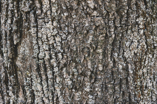 кори листяного дерева
 - Фото, зображення