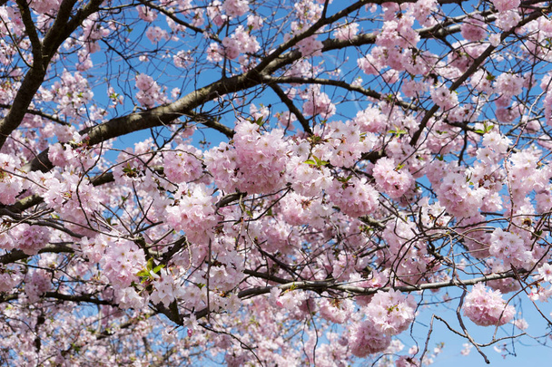 Крупный план цветущего миндального дерева ранней весной
 - Фото, изображение
