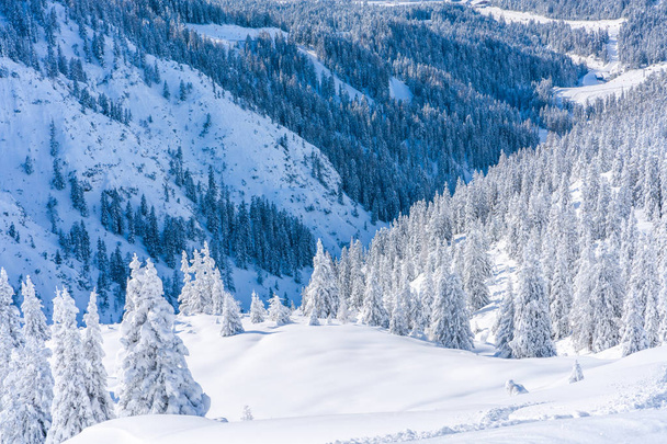 Χειμερινό τοπίο με δέντρα καλυμμένα με χιόνι και Άλπεις στο Ζέεφελντ, στην αυστριακή πολιτεία του Τύρολ. Χειμώνας στην Αυστρία - Φωτογραφία, εικόνα